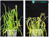 Ảnh Tạo ra hoạt chất mới bảo vệ cây trồng khỏi hạn hán, bất chấp hậu quả của biến đổi khí hậu