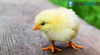 Ảnh Gà con được sinh ra đã có bản năng tránh nguy hiểm từ kẻ săn mồi