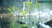 Ảnh Thực vật biết… “hoảng loạn” khi mà trời mưa to