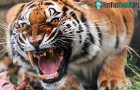Ảnh Hổ đã được trồng răng nanh bằng vàng