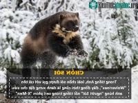 Ảnh “Người sói” phiên bản thật 100%: Thể chất phi thường, hung hăng, tấn công đến cả gấu Bắc Cực