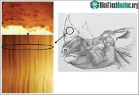 Ảnh Chế tạo sừng tê giác giả để cứu tê giác thật khỏi nguy cơ tuyệt chủng