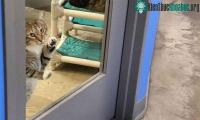 Ảnh Mèo đã bị biệt giam vì chuyên dắt đồng loại trốn trại