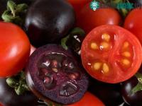 Ảnh Phát triển ra giống cà chua tím biến đổi gene giàu anthocyanin