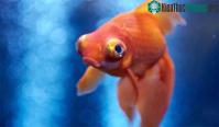 Ảnh Cá cũng có cảm giác đau giống như chúng ta