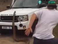 Ảnh Trăn khổng lồ dài 5 mét đuổi theo du khách gây ra cảnh tượng kinh hoàng