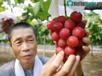 Ảnh Giống nho đắt nhất thế giới: Ăn một chùm hết 250 triệu, ăn một quả cũng mất 8,5 triệu 