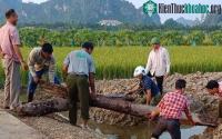 Ảnh Phát hiện ra 2 cọc gỗ cổ bên sông Bạch Đằng