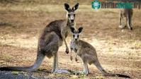 Ảnh Kangaroo đã ăn xác đồng loại để lấy dưỡng chất