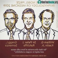 Ảnh Nobel Y Sinh 2019 được trao cho nghiên cứu phản ứng của tế bào khi oxy thay đổi