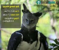 Ảnh Đại bàng có hình dáng kỳ lạ khiến chún ta tin rằng là con người... hóa trang