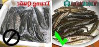 Ảnh Những đặc điểm phân biệt cá lóc Việt Nam và cá chuối Trung Quốc