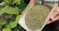 Ảnh Heroin thảo dược trở thành kế sinh nhai của nông dân Indonesia