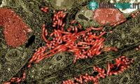 Ảnh Nhật Bản gây bất ngờ với quyết định nhập khẩu Ebola và rất nhiều virus chết người khác
