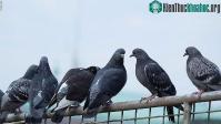 Ảnh Phát hiện đáng sợ: Ngón chân chim bồ câu đã biến dạng ở đô thị