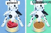 Ảnh 8 sai lầm cực kỳ nghiêm trọng khiến rất nhiều người nuôi thú cưng đang mắc phải mà không hề hay biết