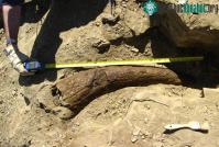 Ảnh Phát hiện hóa thạch khủng long 33.500 năm tuổi: Có thể con người đã sống cùng thời với khủng long?