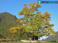 Ảnh Vì sao có loài cây có tuổi thọ hơn 1.000 năm?