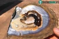 Ảnh Tại sao ở trong trai, sò có ngọc?