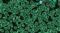 Ảnh Phát triển ra loại vi khuẩn chỉ "ăn" khí CO2