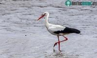 Ảnh Cò trắng mất phương hướng bay lạc tới Siberia trên đường di cư