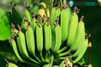 Ảnh Cây chuối trở thành nguồn nhựa sinh học có thể tái chế