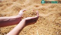 Ảnh Chế tạo màng bọc thực phẩm từ đậu tương có thể thay thế màng bọc nhựa