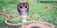 Ảnh Rắn hổ mang kiên trì rượt theo người đi xe máy suốt 2km để trả thù