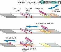 Ảnh Que test HIV sẽ bị cắt sẽ làm sai lệch kết quả xét nghiệm