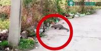 Ảnh Hổ mang chúa kịch độc đụng độ với khắc tinh và cái kết một mất một còn