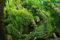 Ảnh Indonesia đã phát hiệm thêm 4 cá thể tê giác Java non