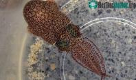 Ảnh Phát hiện ra loài mực mới ở Okinawa, Nhật Bản