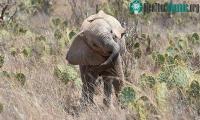 Ảnh Kenya đau đầu để tìm cách đối phó "xương rồng quỷ"