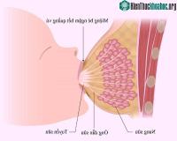 Ảnh Sữa mẹ đã được "sản xuất" như thế nào?