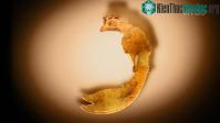 Ảnh Phát hiện phượng hoàng ngọc bích trong mộ vương hậu nhà Thương