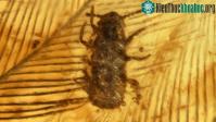 Ảnh Đã tìm thấy hổ phách chứa lông khủng long, rận cổ đại 99 triệu năm tuổi