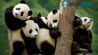 Ảnh Tại sao gấu trúc lại thích nghe tình ca khi làm "chuyện ấy"?