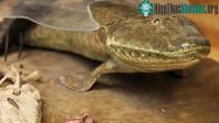 Ảnh Loài cá cổ đại Tiktaalik roseae đã đi bộ trên đất liền như thế nào?