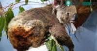 Ảnh Gấu Koala sống sót ra sao sau vụ cháy rừng tại Australia?