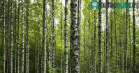 Ảnh Phát hiện thú vị: Cây bạch dương có thể cảm nhận được trọng lượng của chính mình