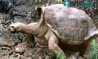 Ảnh Phát hiện hậu duệ của rùa khổng lồ George cô đơn đã tuyệt chủng
