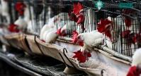 Ảnh Phát hiện ổ dịch cúm gia cầm H5N6 bùng phát tại Trung Quốc
