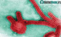 Ảnh Những loại virus nguy hiểm có tỷ lệ tử vong cao nhất trên thế giới 