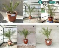 Ảnh Cây ăn quả La Mã cổ đại được nuôi trồng từ những hạt giống cổ xưa 2.000 năm tuổi