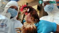 Ảnh Virus H5N6 có thể lây từ gia cầm sang người