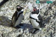 Ảnh Phát hiện chim cánh cụt jackass có quy tắc ngôn ngữ giống… loài người