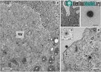 Ảnh Phát hiện ra virus "thần nước" mang bộ gene chưa từng được biết đến