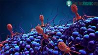 Ảnh Phát hiện ra loại virus khổng lồ "ăn sống" vi khuẩn
