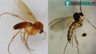 Ảnh Tìm thấy 2 loài ruồi ăn nấm mới
