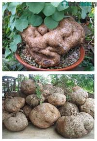 Ảnh Công dụng và cách dùng của củ bình vôi